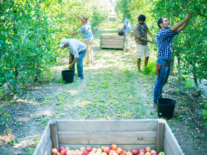 Farming and Agriculture Visa Sponsorship Jobs in Japan