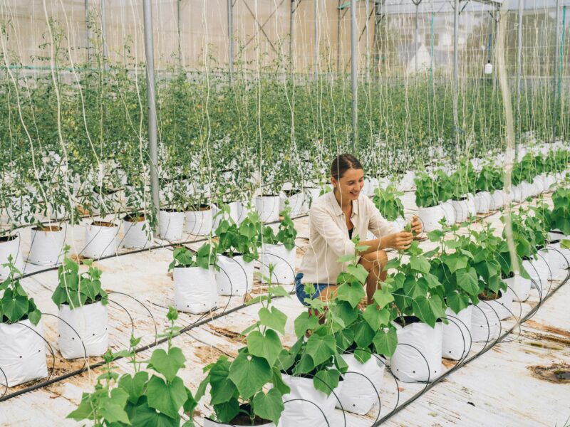 Agriculture Jobs in Greece with Visa Sponsorship